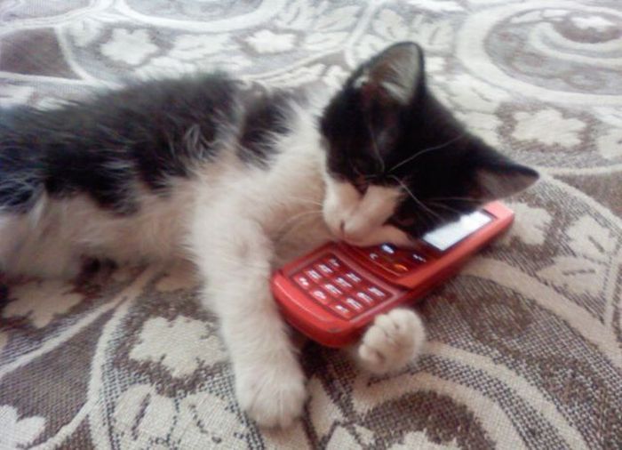 аллё.. проверка связи.