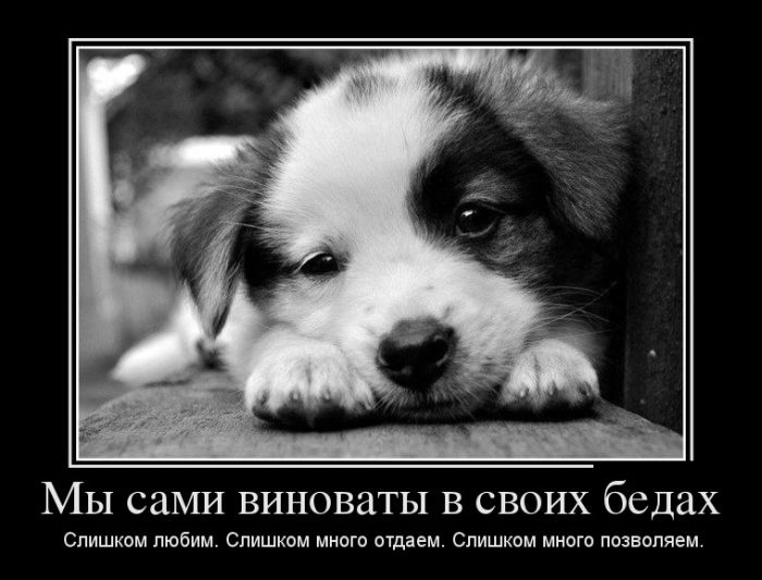 Мы сами виноваты