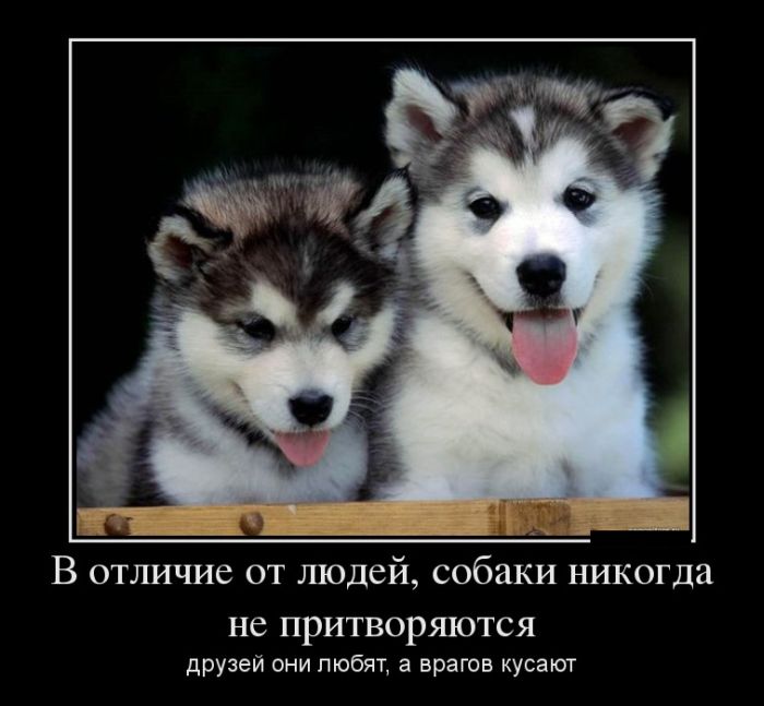 Собаки никогда не притворяются