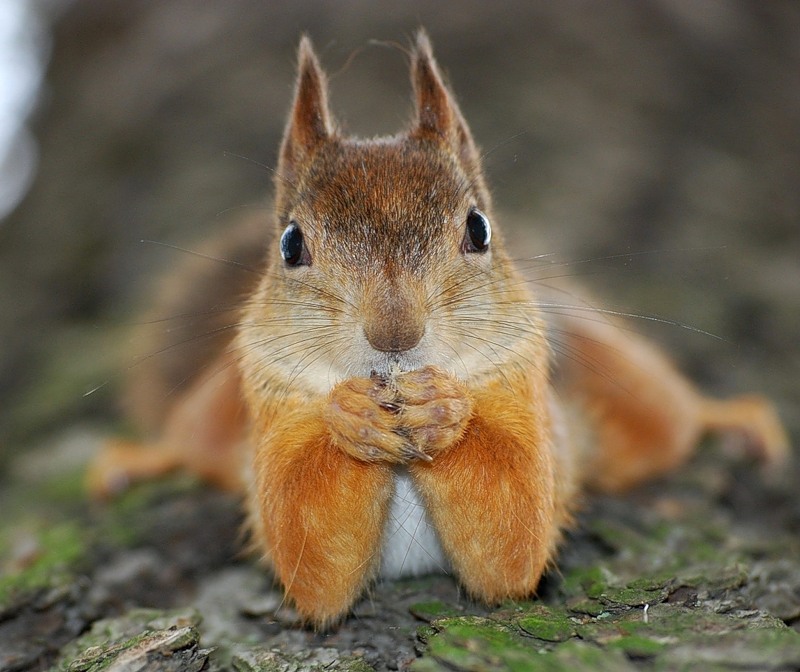 Внеочередная рыжая)))))