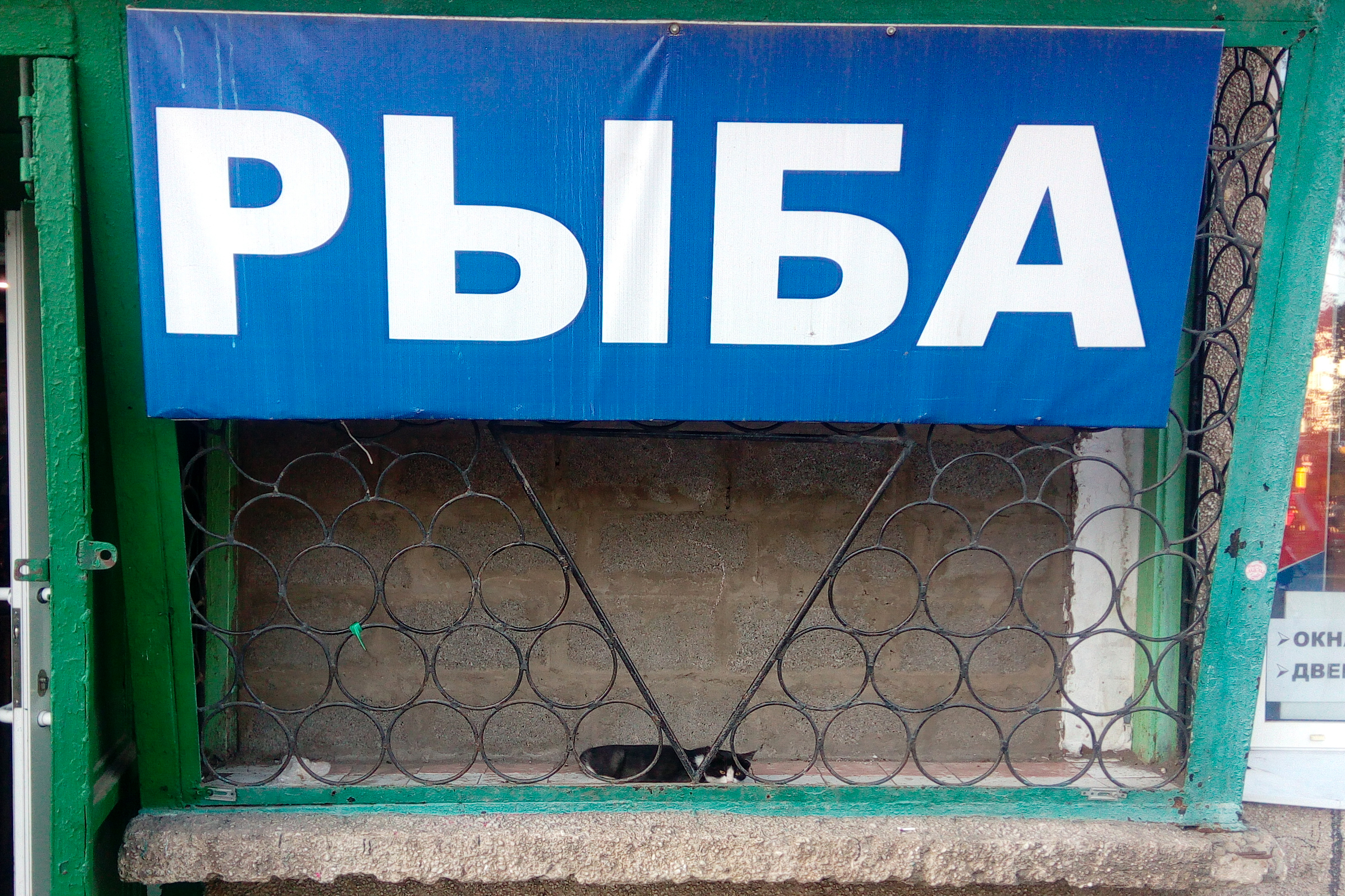 Кот в п. Михайловка