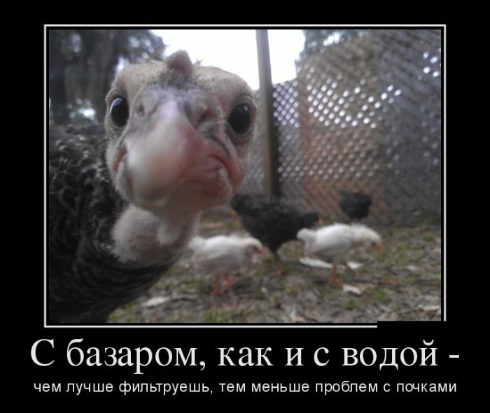Следи за базаром