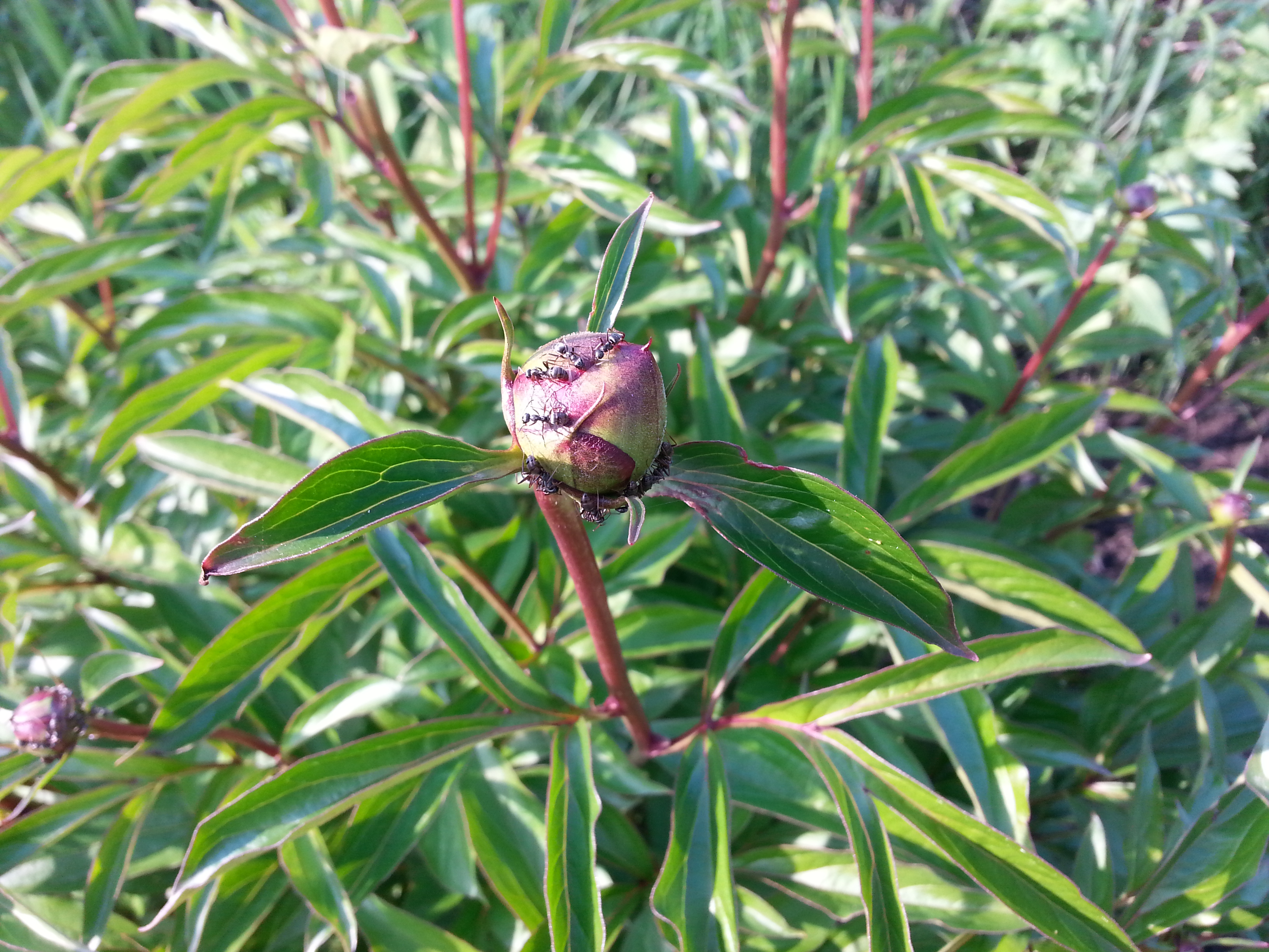 Пион муровьями отокованый))))))