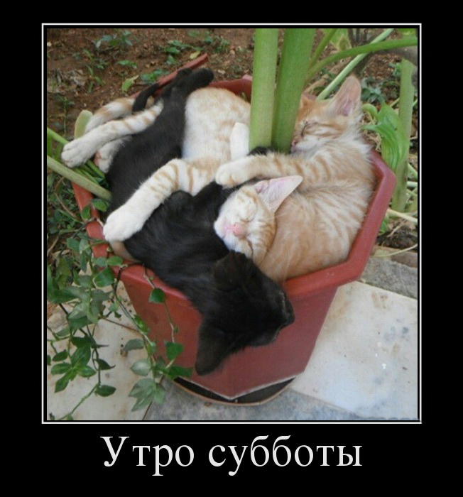 Утро