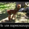 Не зли парикмахера