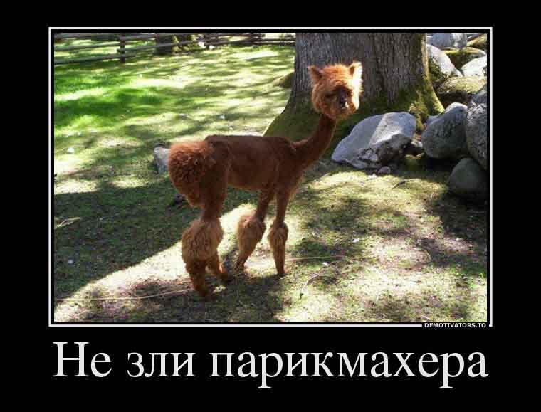 Не зли парикмахера