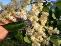 Амурская сирень