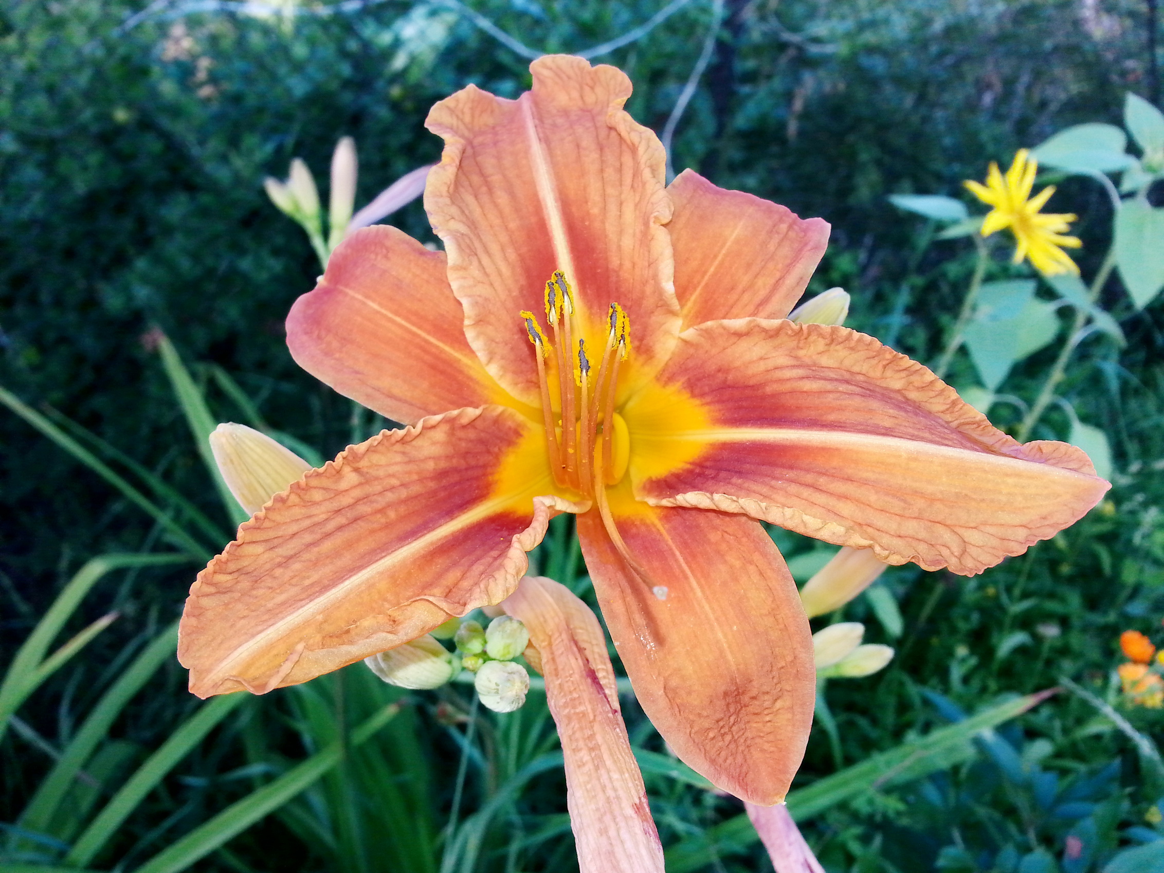 Лилейниг)))))