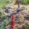 Туристы сказали, что это поле фаллосов