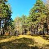 осень осень)))))) осень осень))))))
