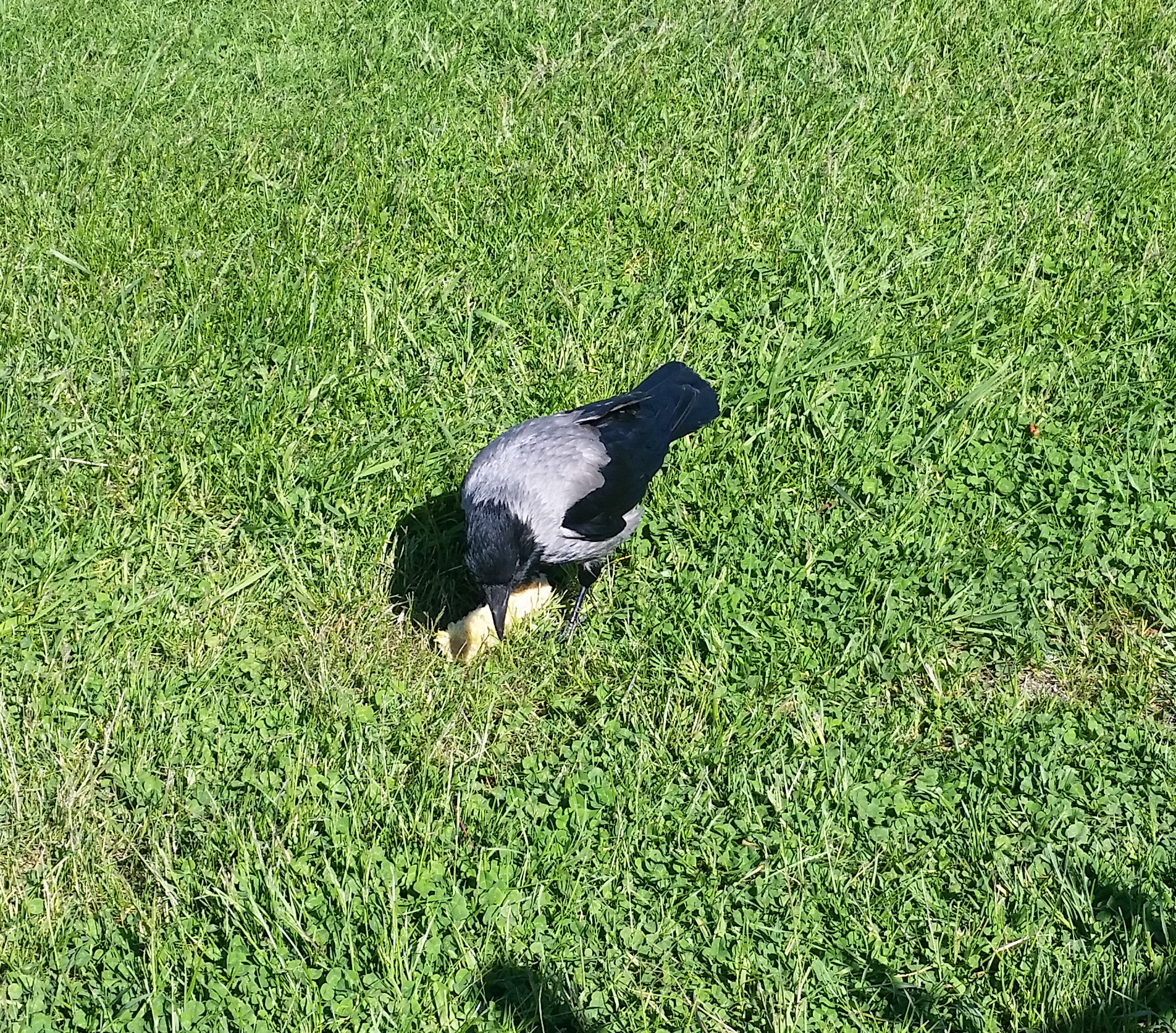 Моё, Санкт-Петербург, город, хорошо, ворона