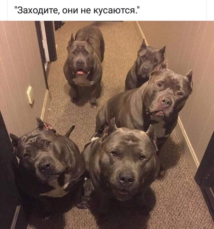 они не кусаюца))))))