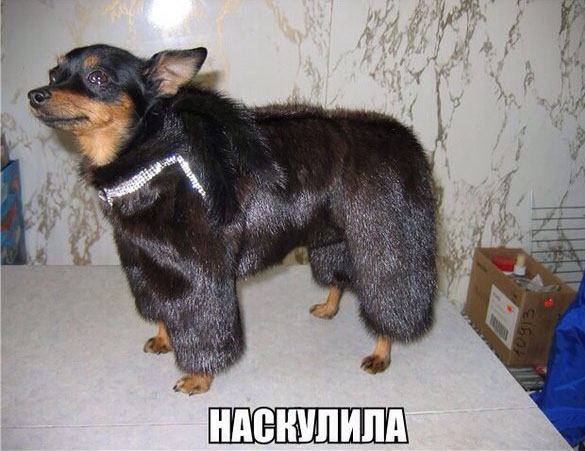 Наскулила