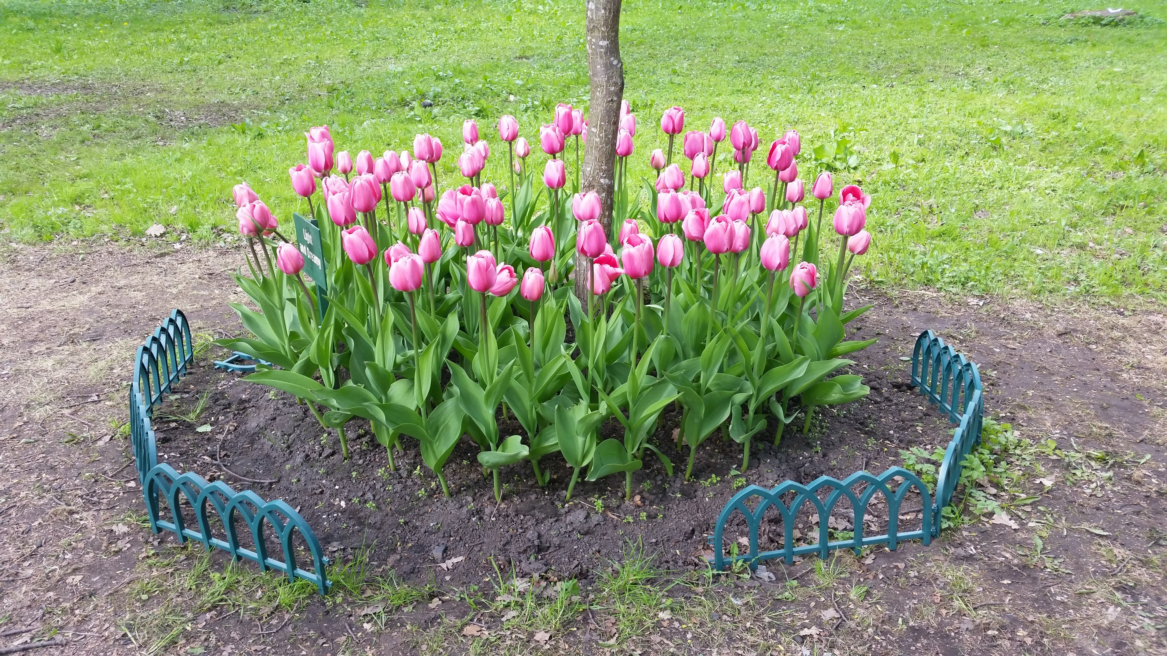 Моё, Санкт-Петербург, город, хорошо, фестиваль тюльпанов