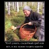 Грибы