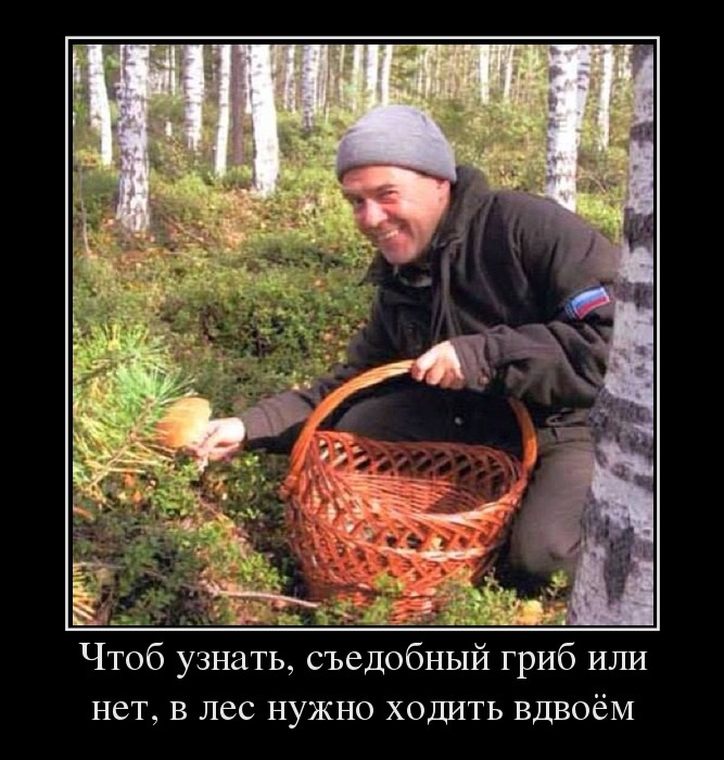 Грибы