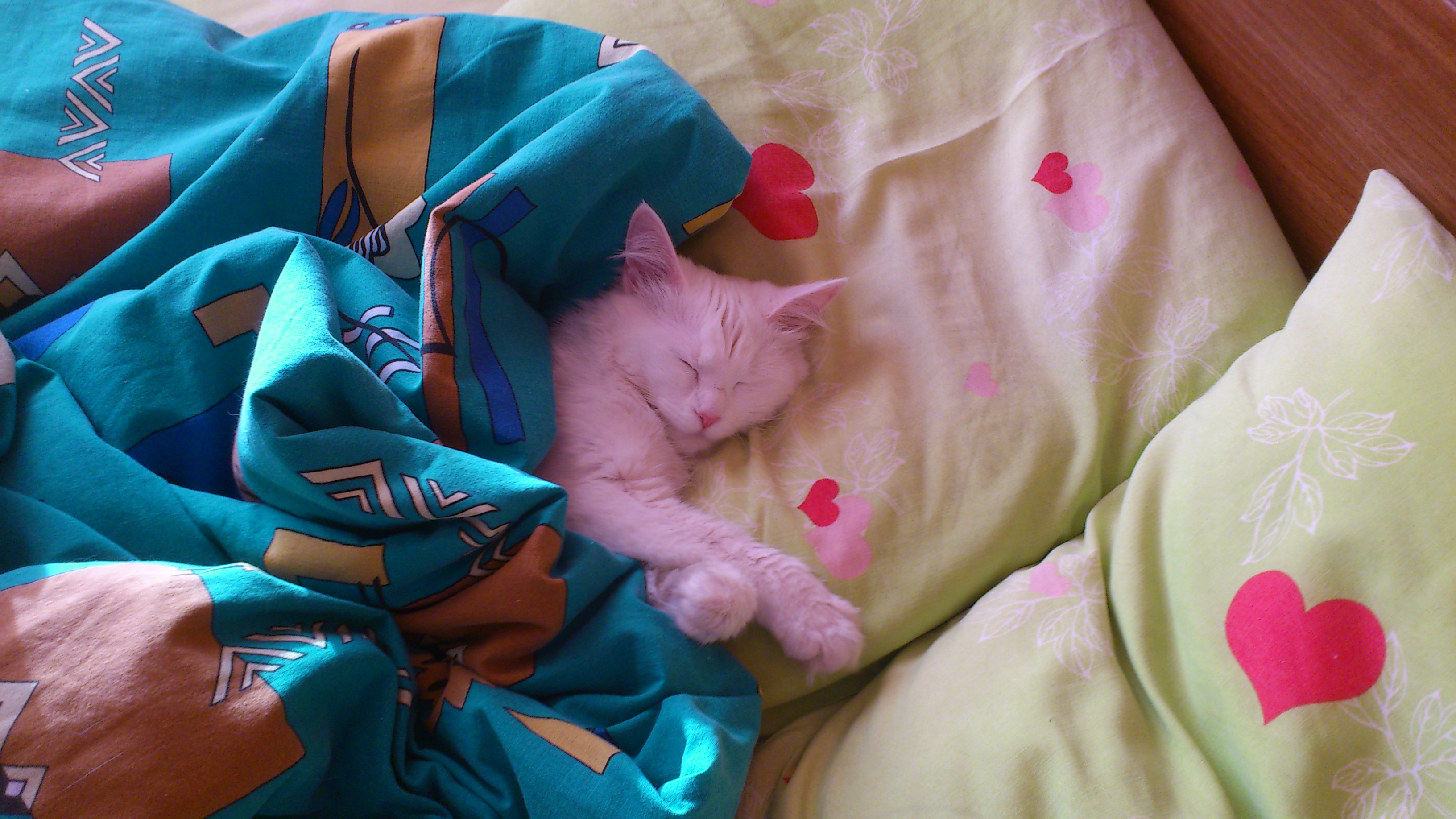 я здесь хозяин