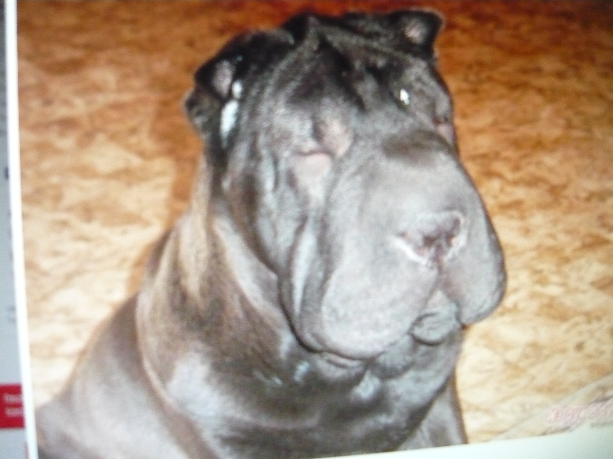 красивая дама