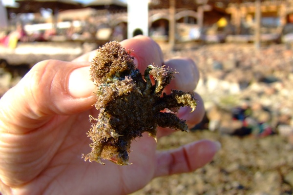 Красноморская пляжная сущность