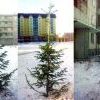 Внеплановое озеленение дворов Внеплановое озеленение дворов