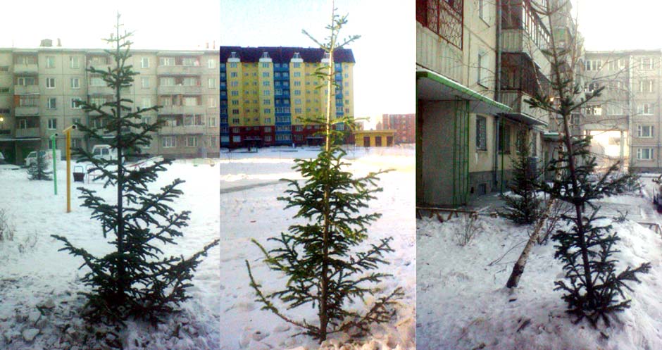 Внеплановое озеленение дворов