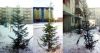 Внеплановое озеленение дворов