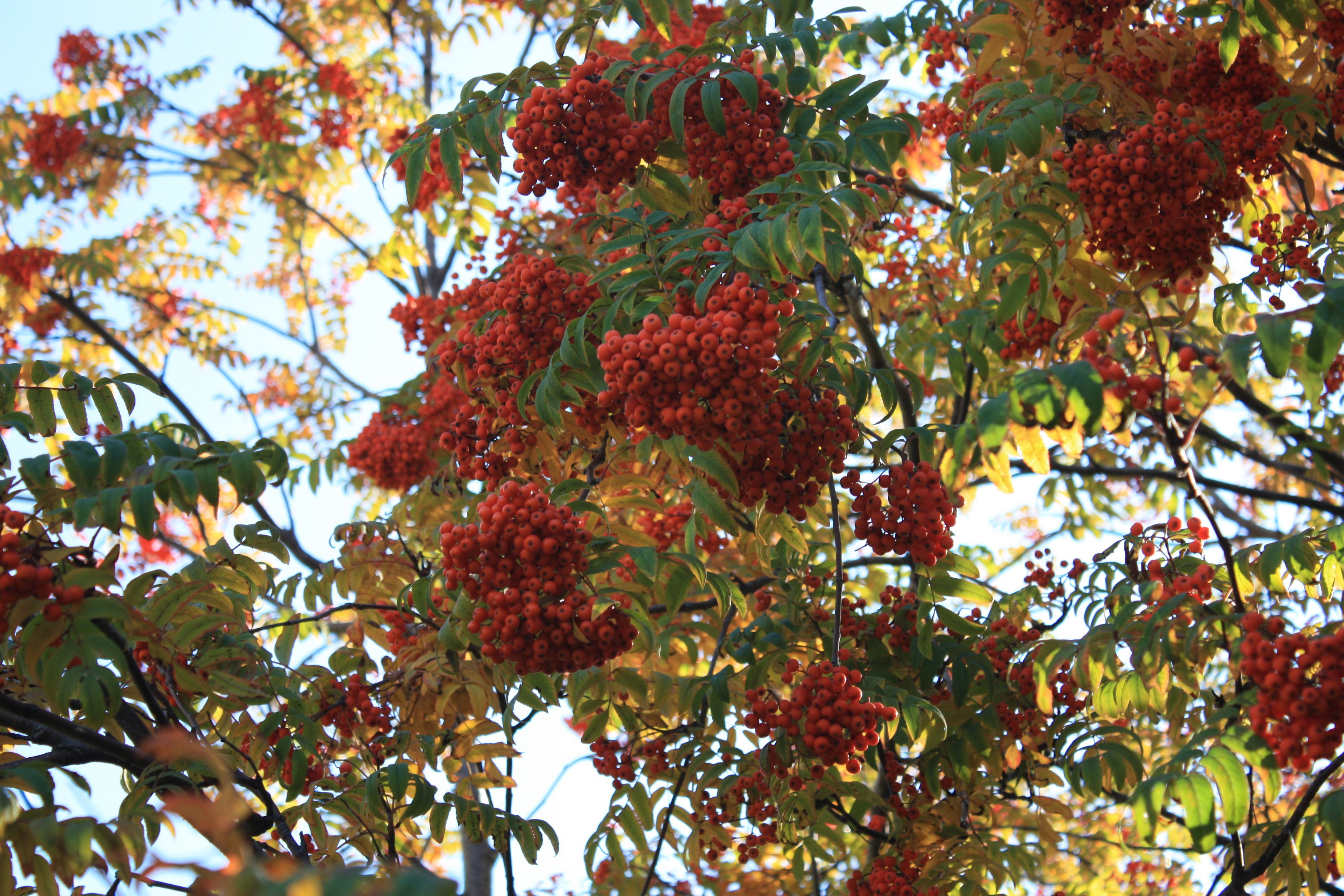 Рябиновые кисти