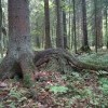 Ползучие деревья в графском парке