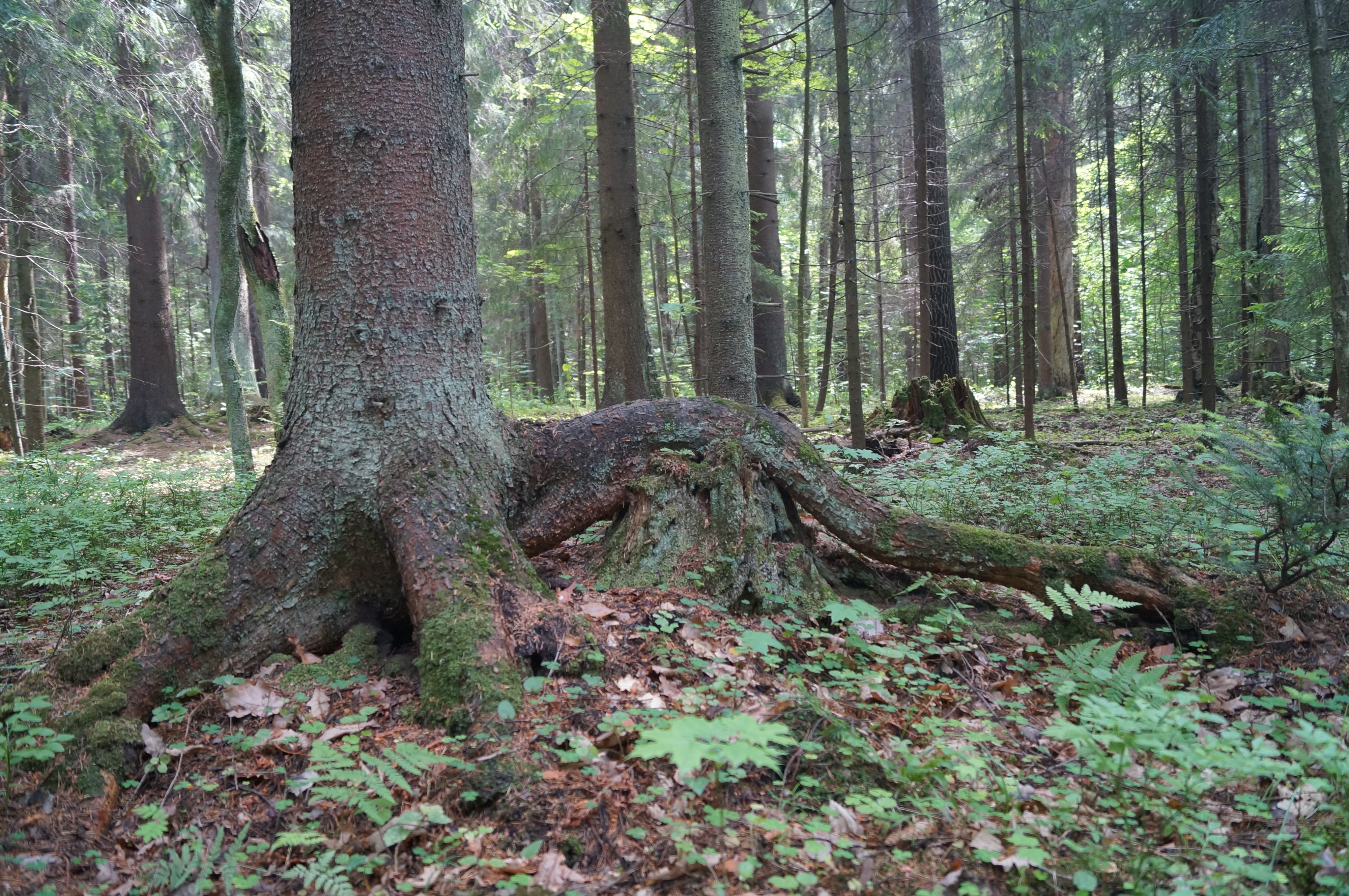 Ползучие деревья в графском парке