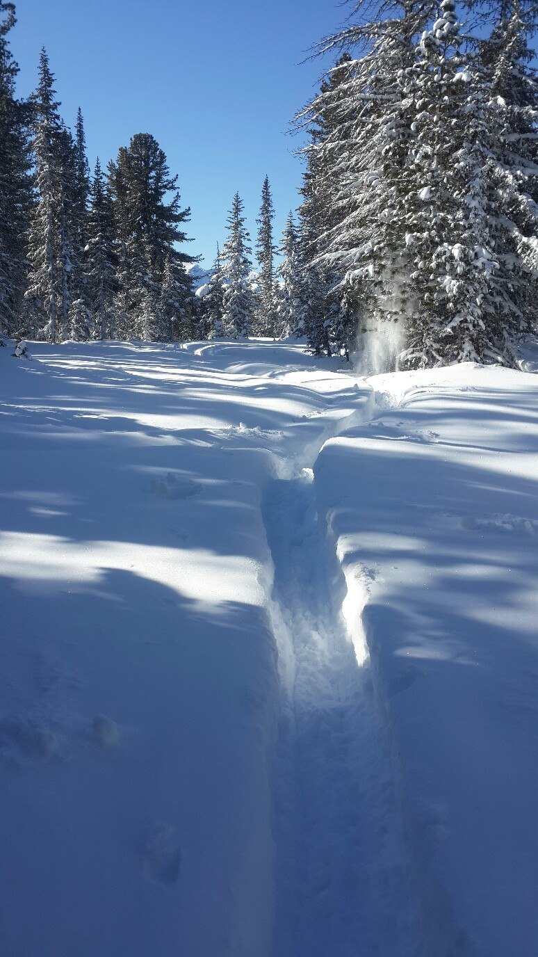 долина Непуганых Ёлок