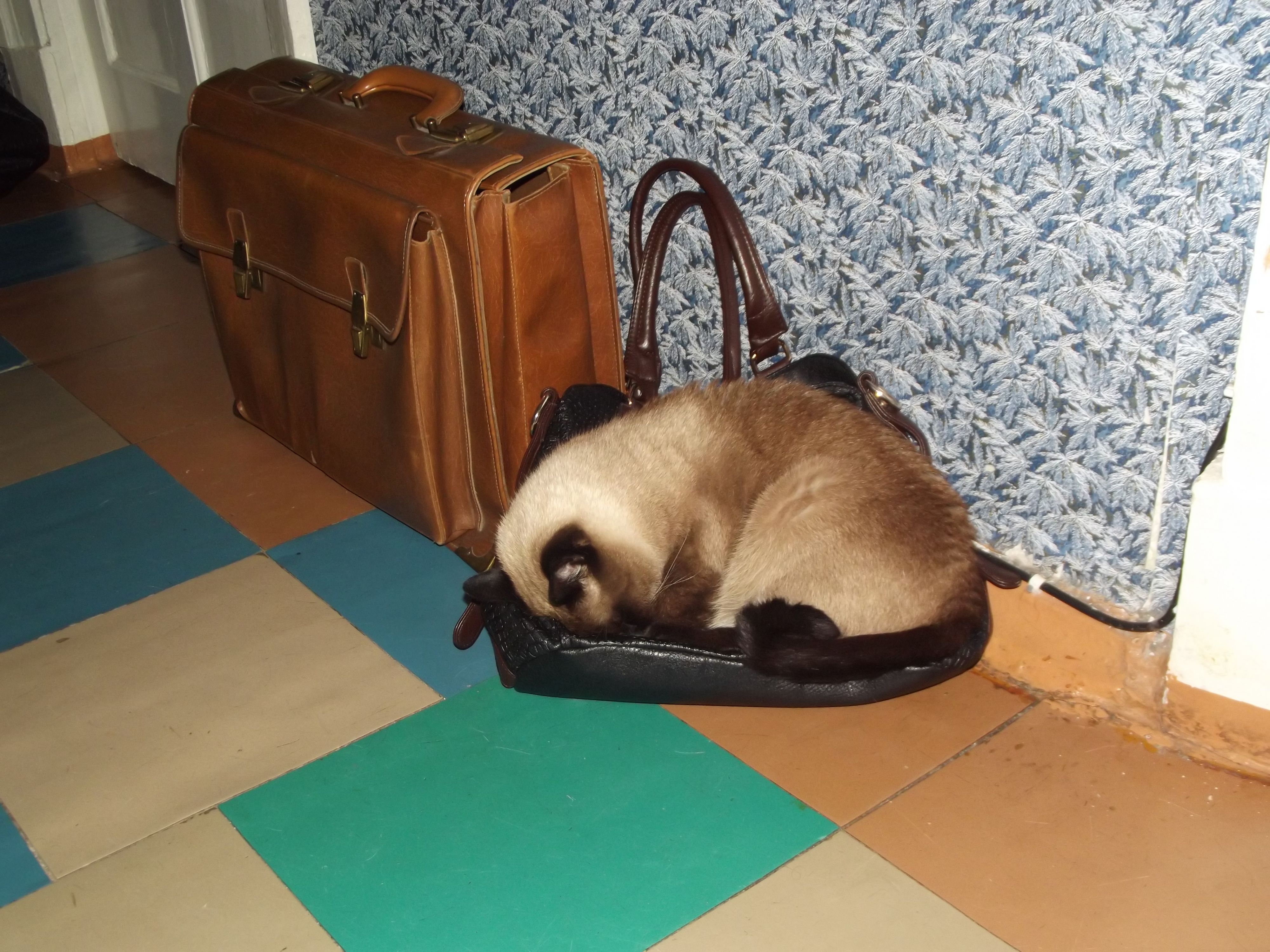 Спит усталое котэ