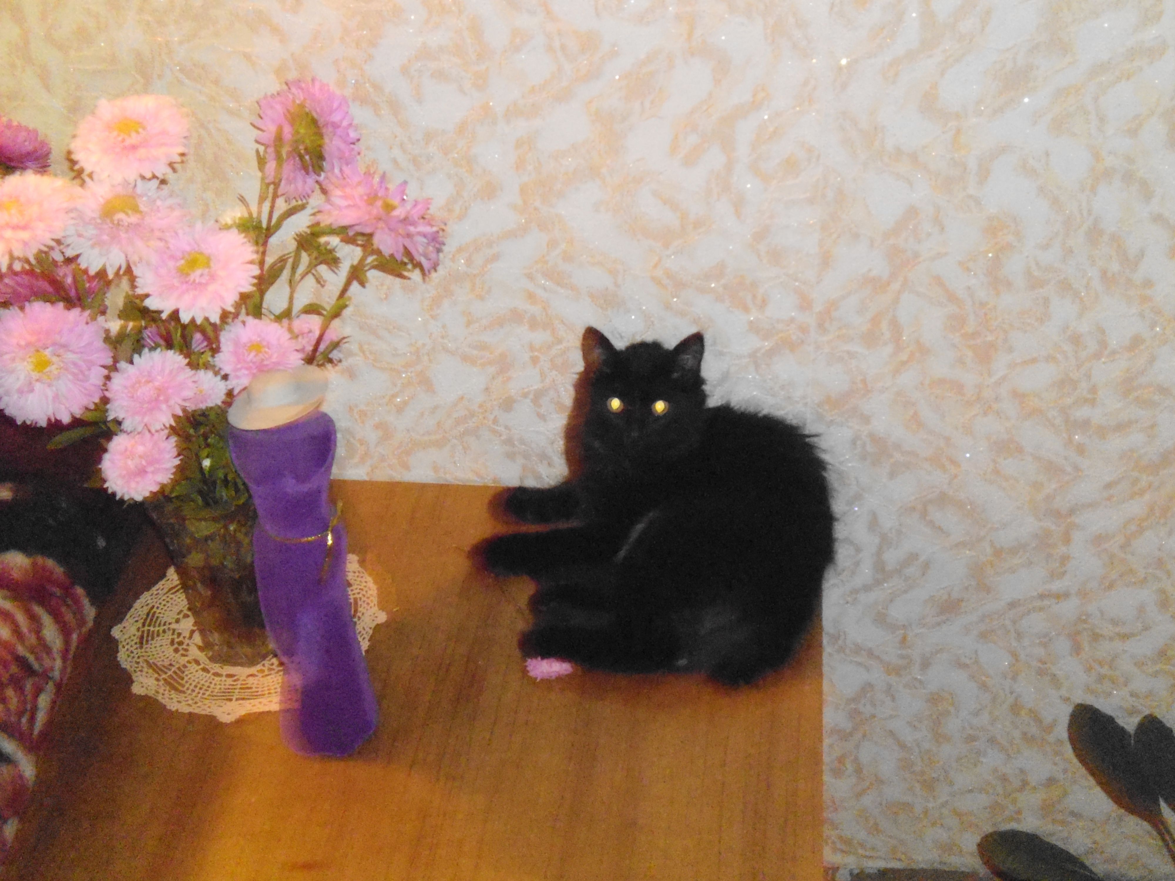 Кот)))