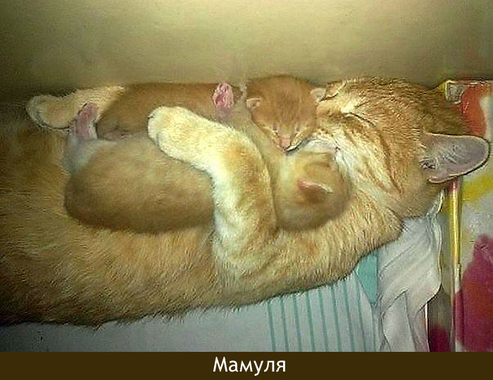 Мамуля