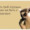 Мысли о грибах Мысли о грибах