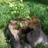 Ангарская клумба