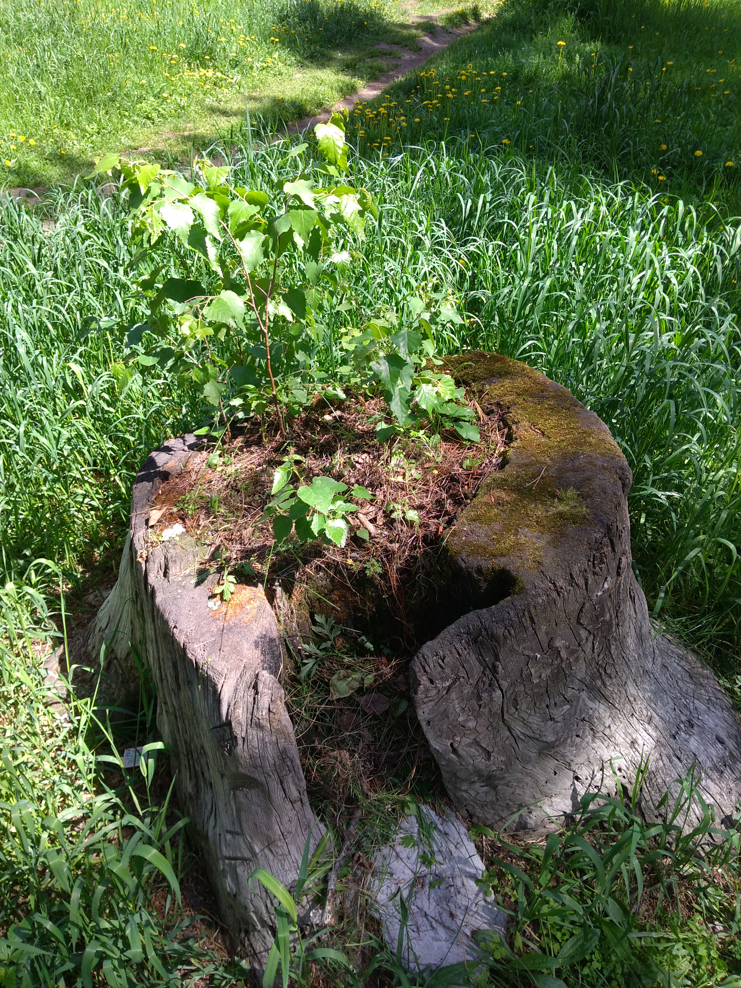 Ангарская клумба