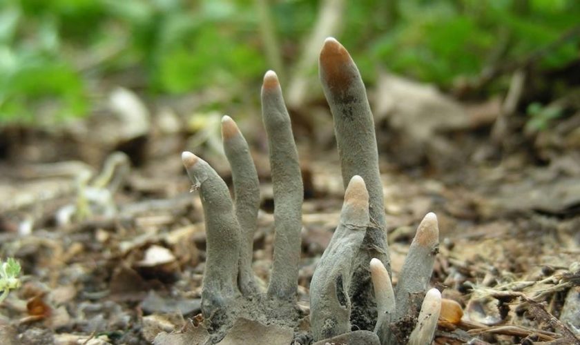 грибы иле цвете))) хэзэ)))))