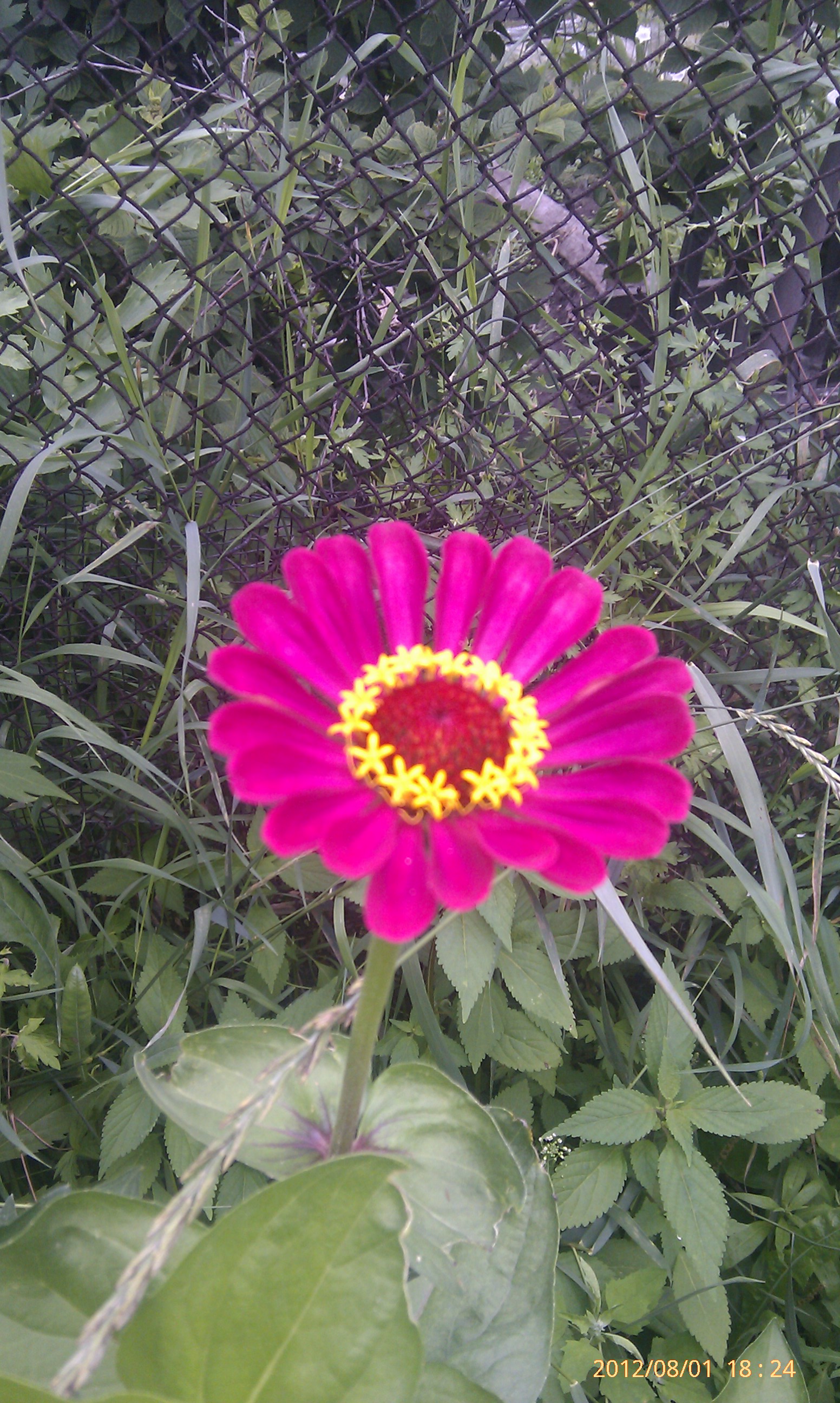 Цвиточки))))