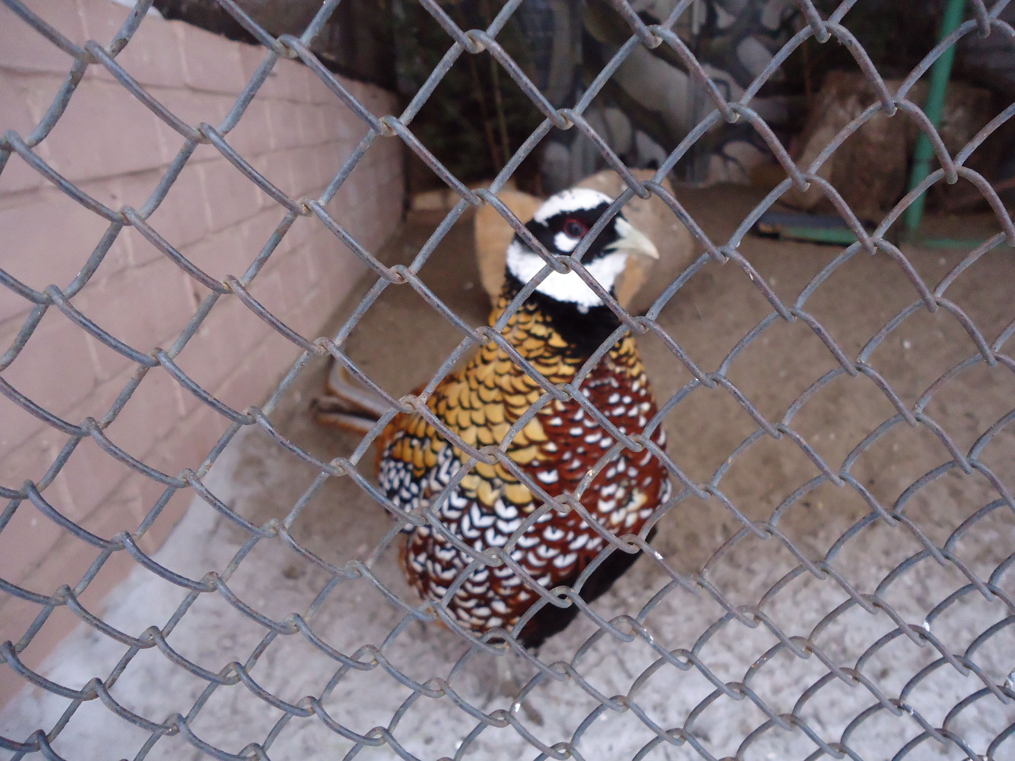 Королевский фазан