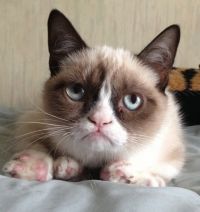 Самый сирдитый котд в мире)))))