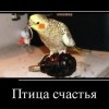 Птица счастья
