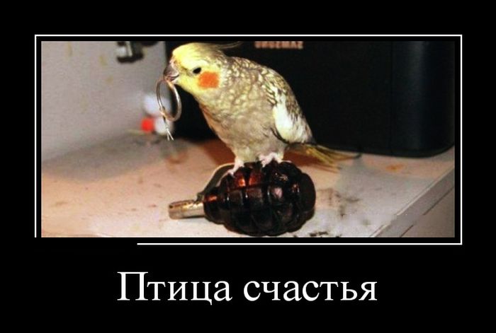 Птица счастья