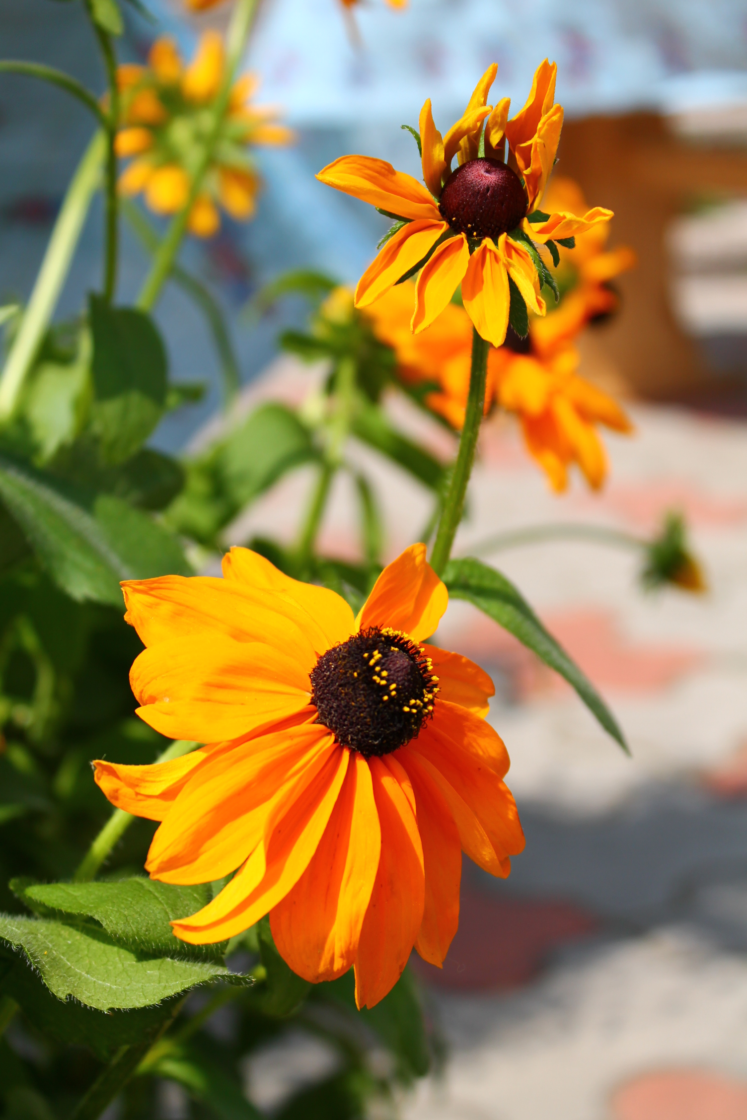 28 июля 2012 года. Ангарск. Площадь Ленина. Ярмарка «Цветы»