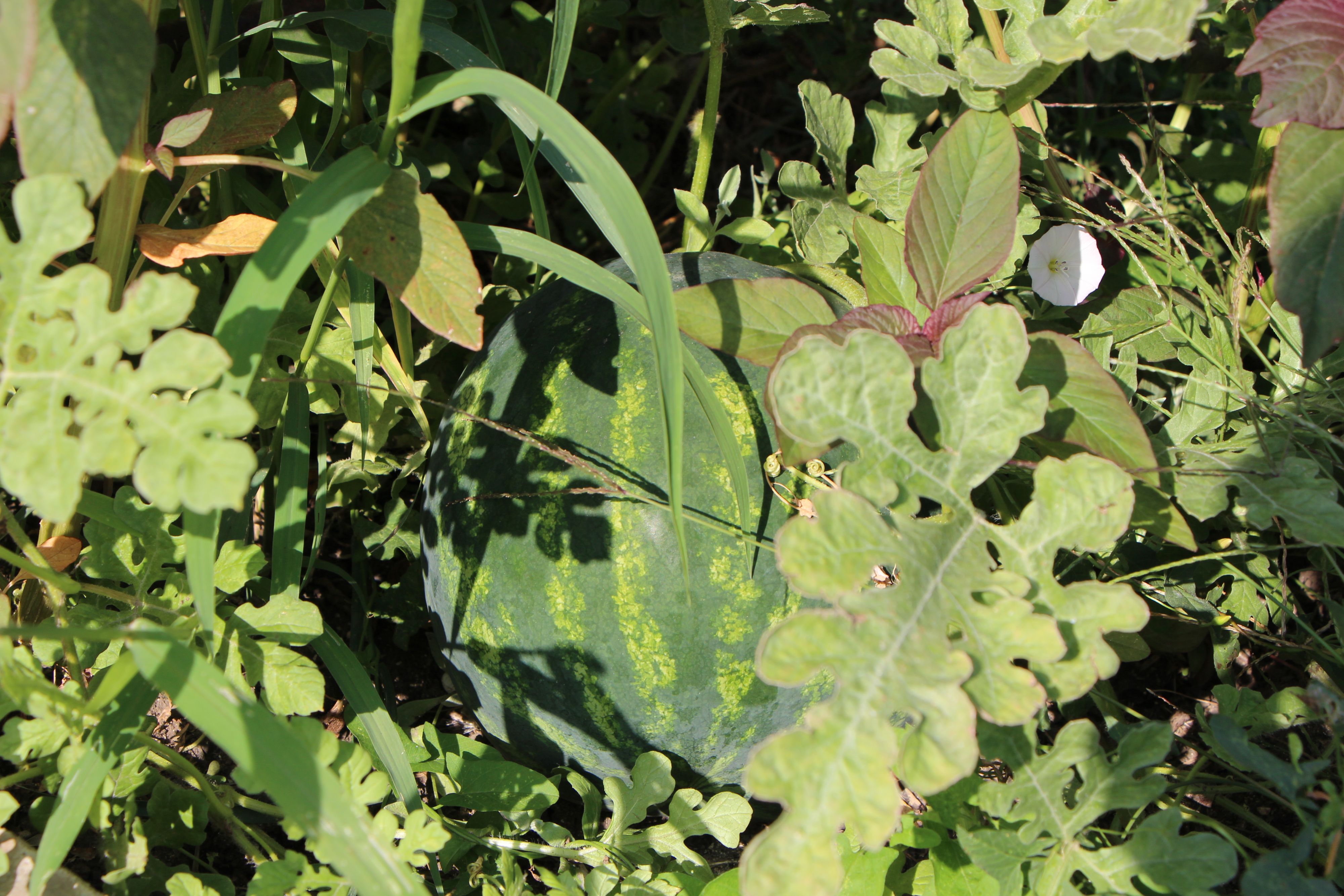 Арбуз, которого никто не просил тут расти.