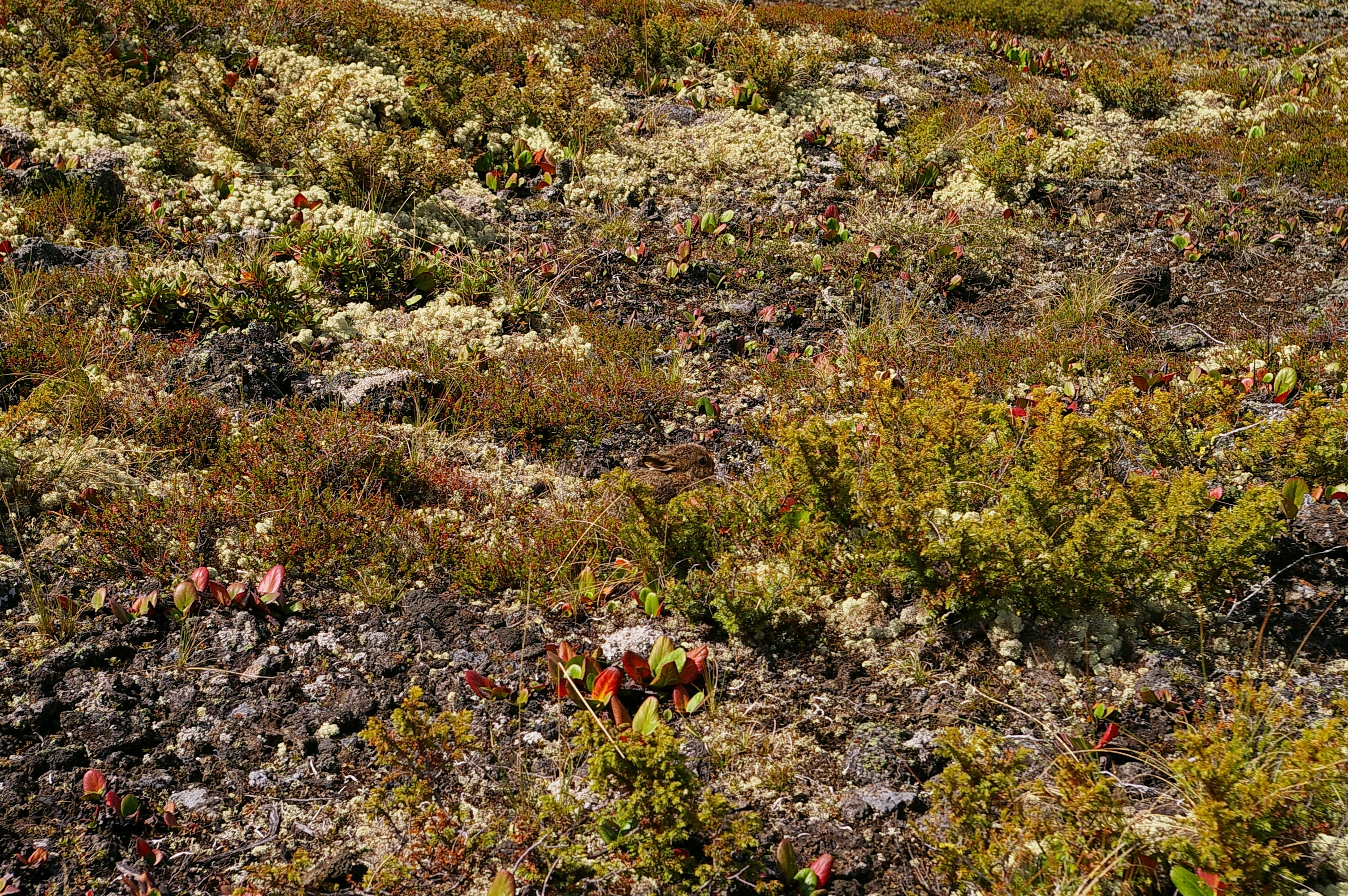 заяц прячется