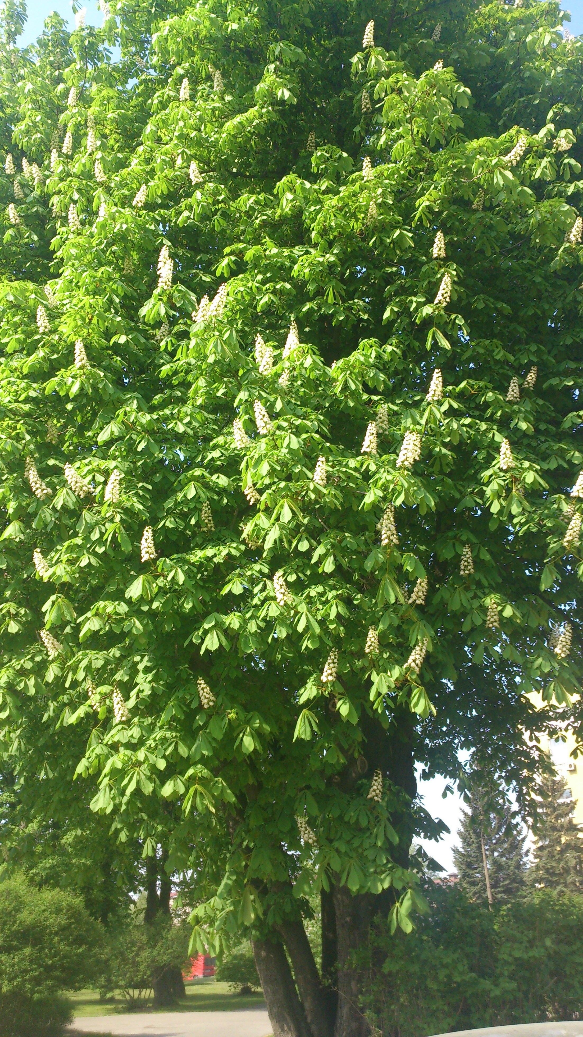 Каштаны зацвели
