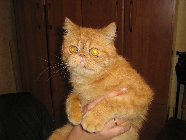 рыжик-пыжик