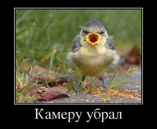 1400223582 demki-prikoly-4