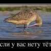 Если у вас нету тети Если у вас нету тети