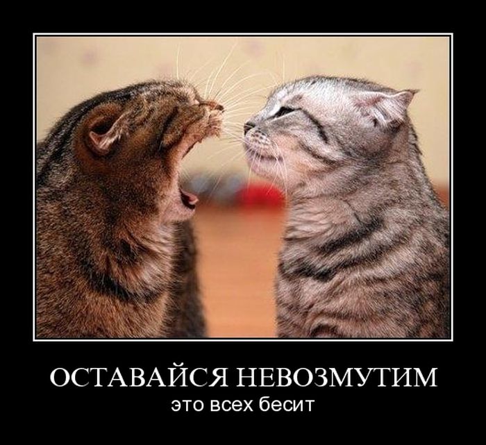 Оставайся невозмутим